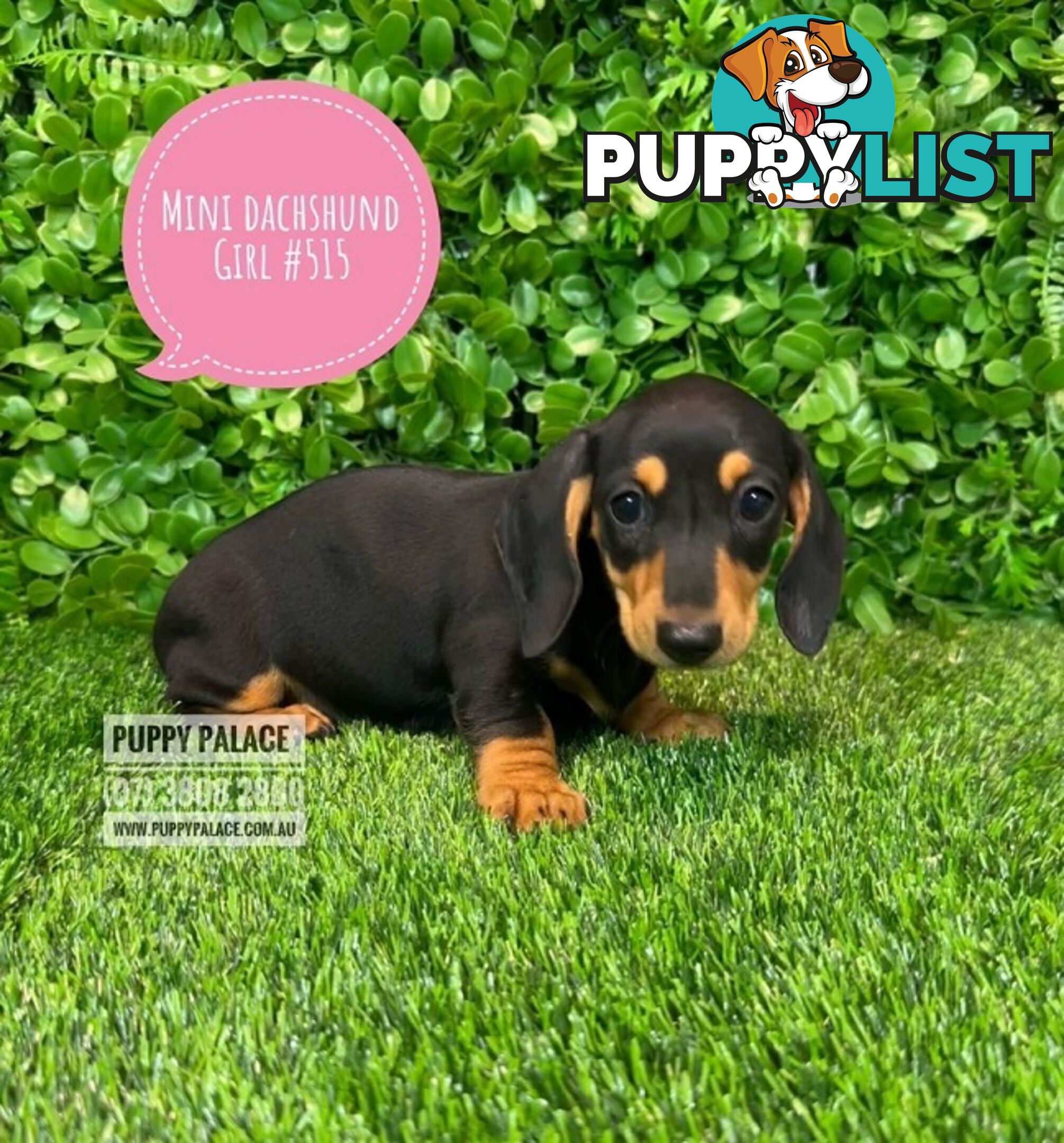 Miniature Dachshund Puppies - Boys & Girls.  At Puppy Palace Pet Shop, Underwood. 07 3808-2880