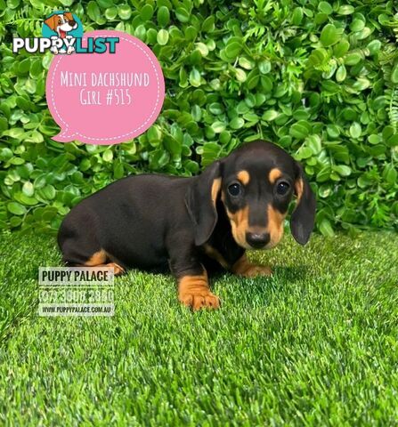 Miniature Dachshund Puppies - Boys & Girls.  At Puppy Palace Pet Shop, Underwood. 07 3808-2880