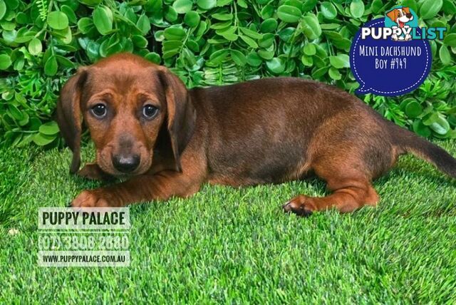 Miniature Dachshund Puppies -  At Puppy Palace Pet Shop, Underwood. 07 3808-2880