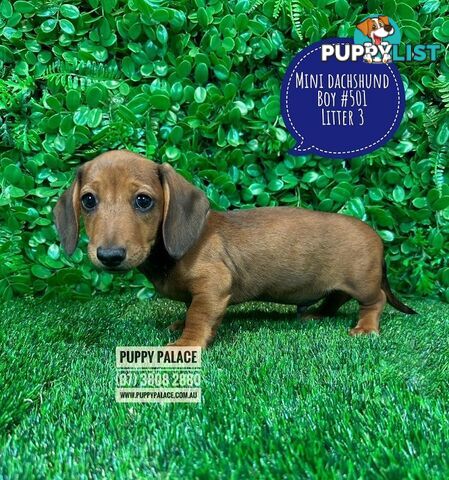 Miniature Dachshund Puppies - Boys & Girls.  3 Litters. At Puppy Palace Pet Shop, Underwood. 07 3808-2880