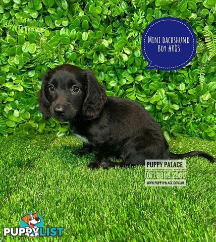 Miniature Dachshund Puppies - Boys & Girls.  At Puppy Palace Pet Shop, Underwood. 07 3808-2880