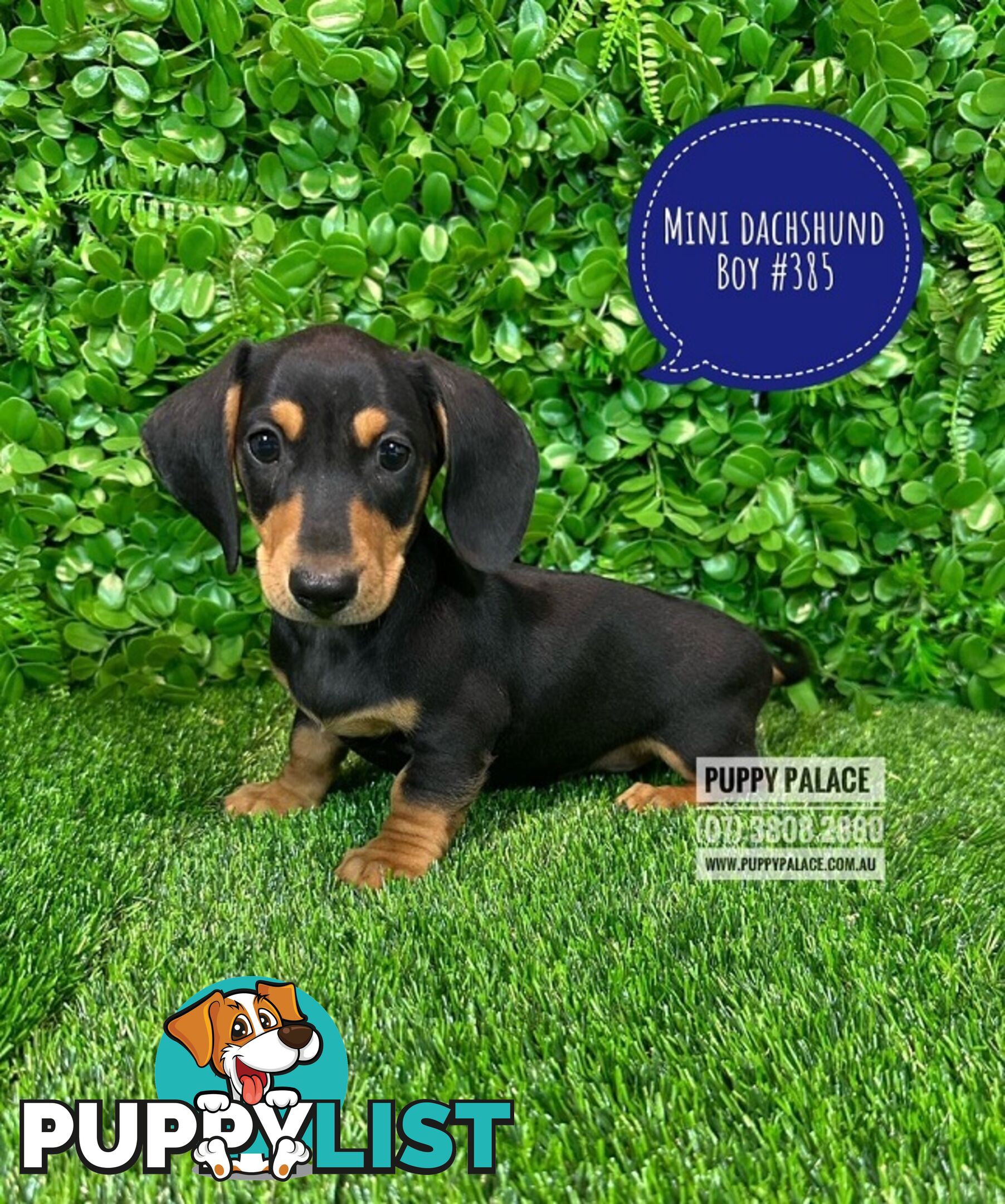 Miniature Dachshund Puppies - Boys & Girls.  At Puppy Palace Pet Shop, Underwood. 07 3808-2880