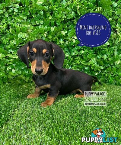 Miniature Dachshund Puppies - Boys & Girls.  At Puppy Palace Pet Shop, Underwood. 07 3808-2880