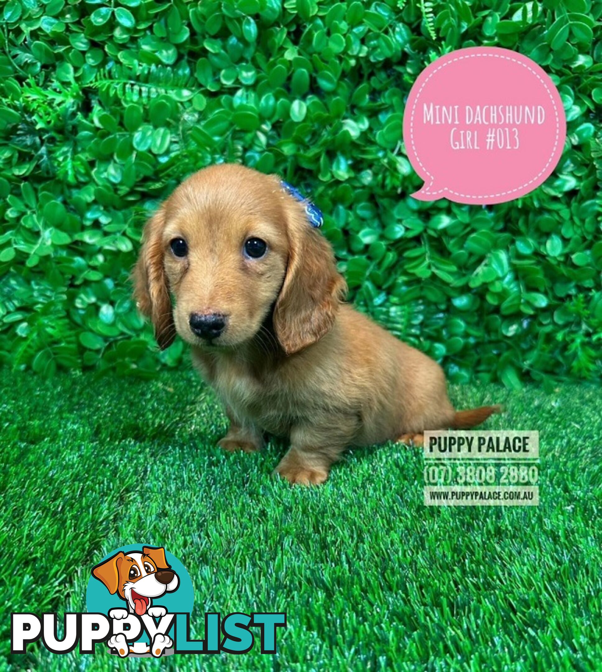 Miniature Dachshund Puppies - Boys & Girls.  At Puppy Palace Pet Shop, Underwood. 07 3808-2880