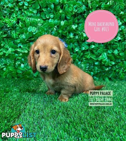 Miniature Dachshund Puppies - Boys & Girls.  At Puppy Palace Pet Shop, Underwood. 07 3808-2880