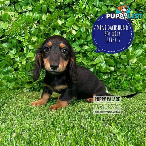 Miniature Dachshund Puppies - Boys & Girls.  3 Litters. At Puppy Palace Pet Shop, Underwood. 07 3808-2880