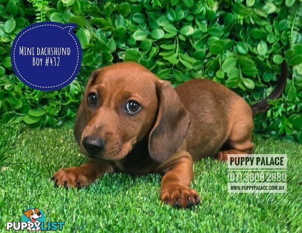 Miniature Dachshund Puppies -  At Puppy Palace Pet Shop, Underwood. 07 3808-2880