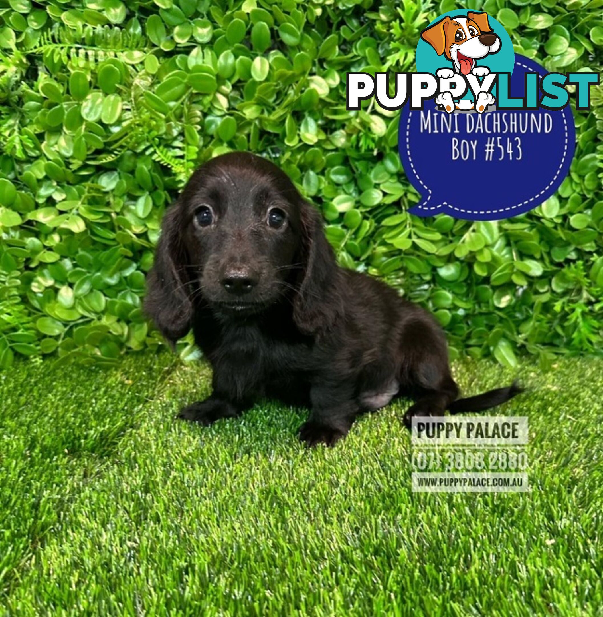 Miniature Dachshund Puppies - Boys & Girls.  At Puppy Palace Pet Shop, Underwood. 07 3808-2880