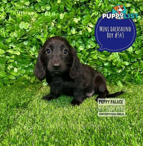 Miniature Dachshund Puppies - Boys & Girls.  At Puppy Palace Pet Shop, Underwood. 07 3808-2880