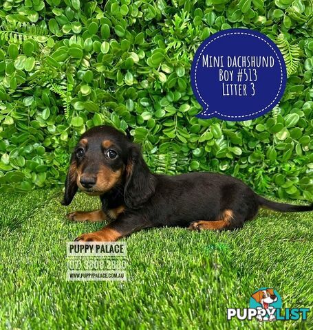 Miniature Dachshund Puppies - Boys & Girls.  3 Litters. At Puppy Palace Pet Shop, Underwood. 07 3808-2880