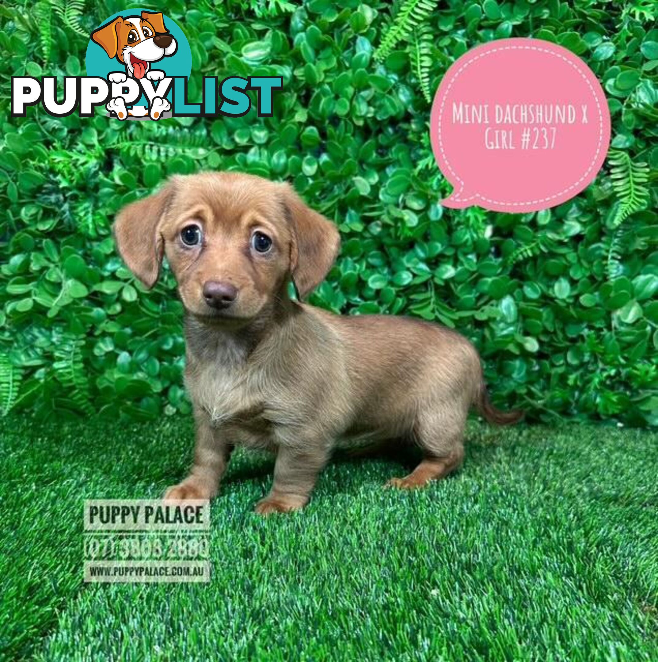 Chiweenie (LH Mini Dachshund X Chihuhaua) Puppies - Girls. At Puppy Palace Pet Shop, Brisbane. 