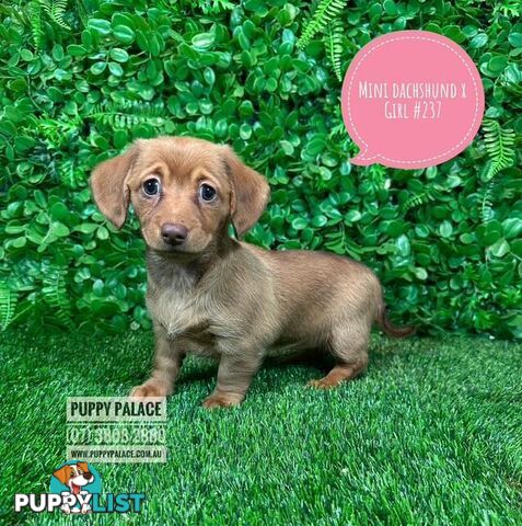Chiweenie (LH Mini Dachshund X Chihuhaua) Puppies - Girls. At Puppy Palace Pet Shop, Brisbane. 