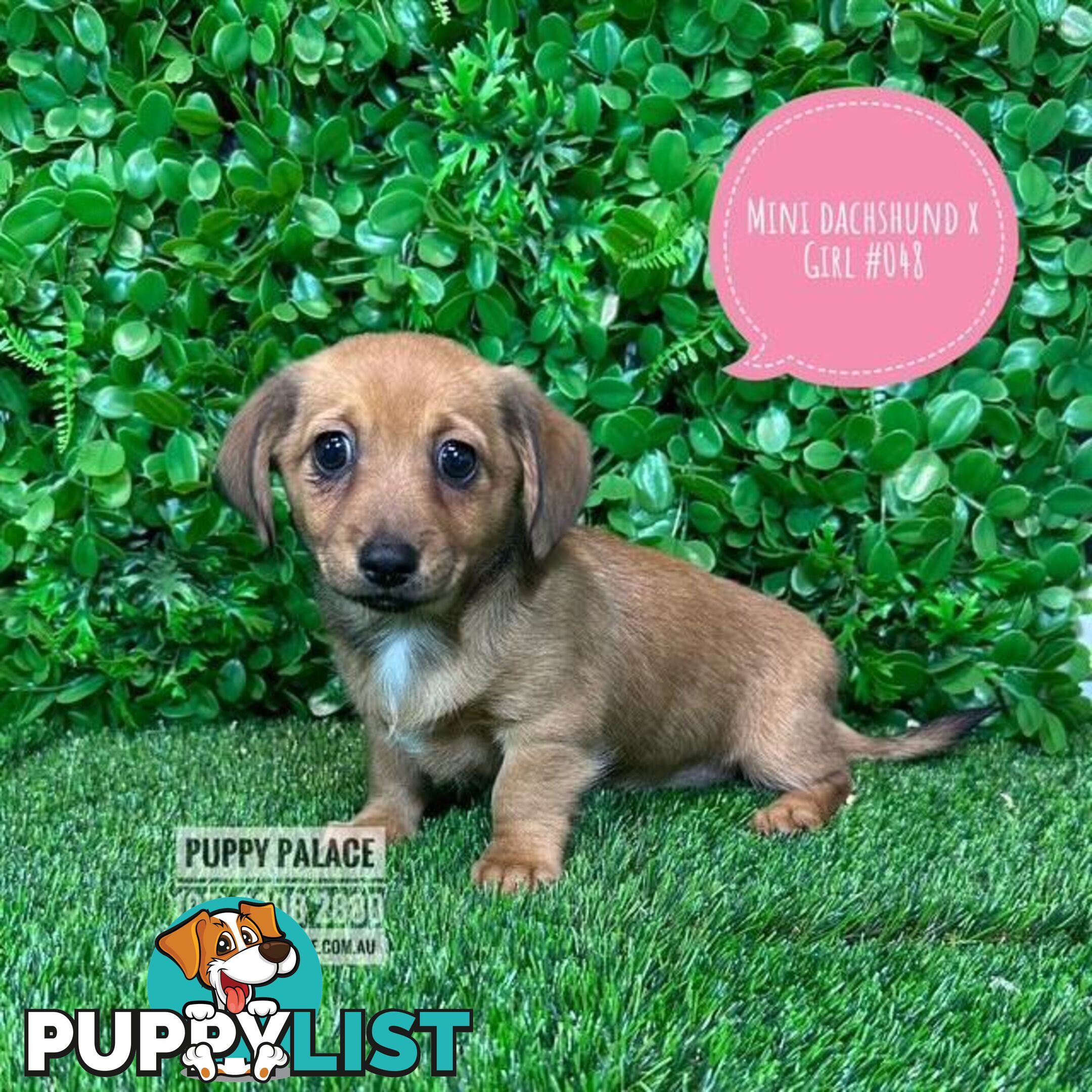 Chiweenie (LH Mini Dachshund X Chihuhaua) Puppies - Girls. At Puppy Palace Pet Shop, Brisbane. 