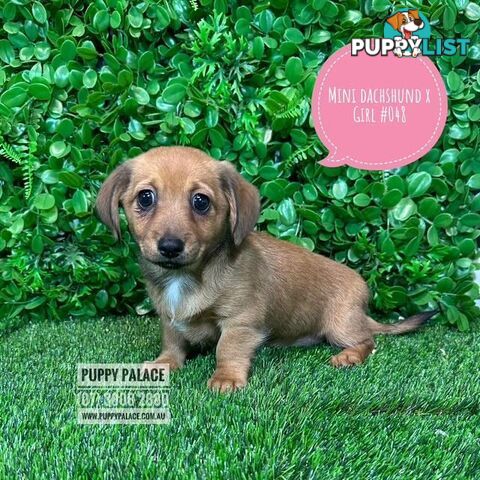 Chiweenie (LH Mini Dachshund X Chihuhaua) Puppies - Girls. At Puppy Palace Pet Shop, Brisbane. 