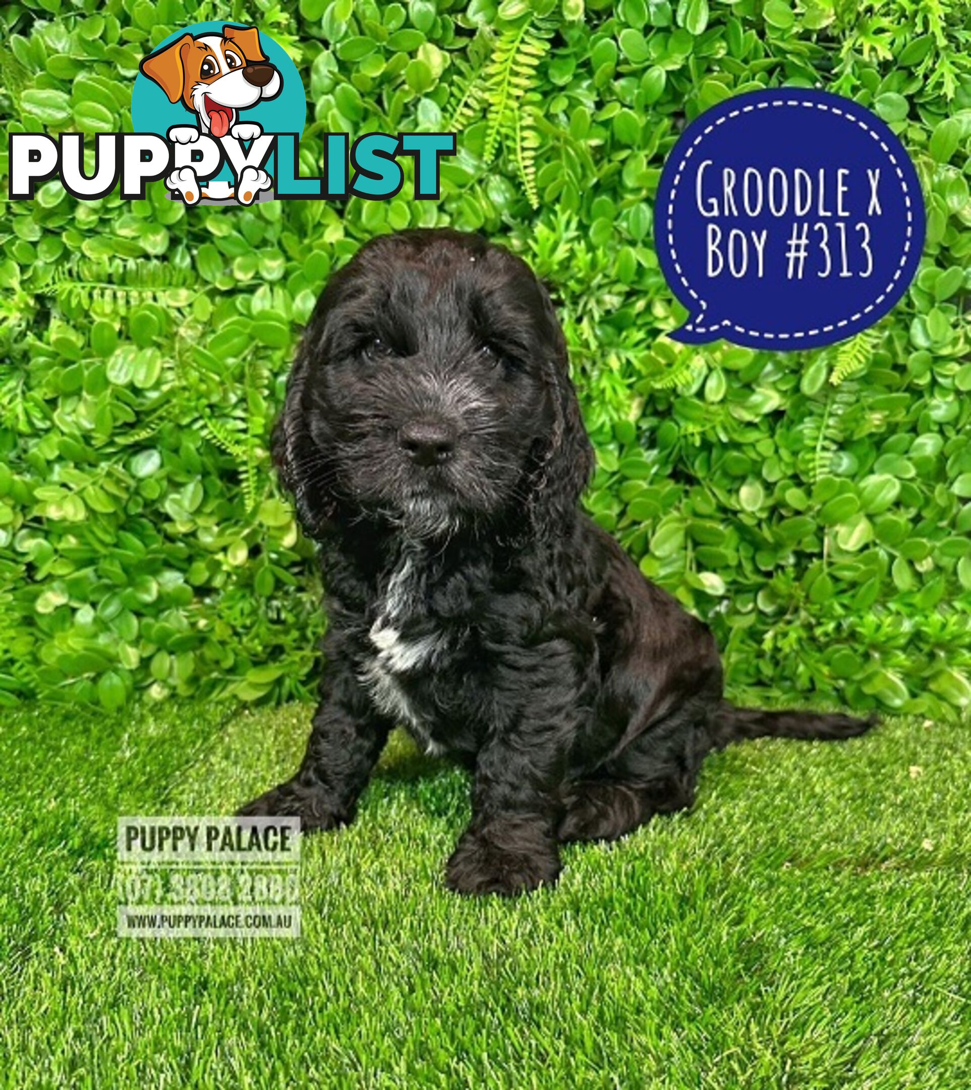 Standard Golden Groodle X Cocker Spaniel - At Puppy Palace Pet Shop