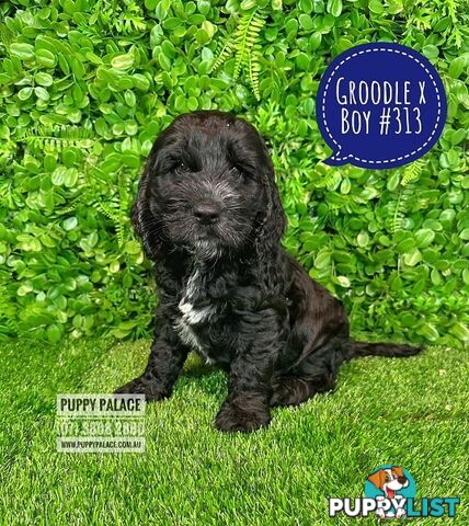 Standard Golden Groodle X Cocker Spaniel - At Puppy Palace Pet Shop