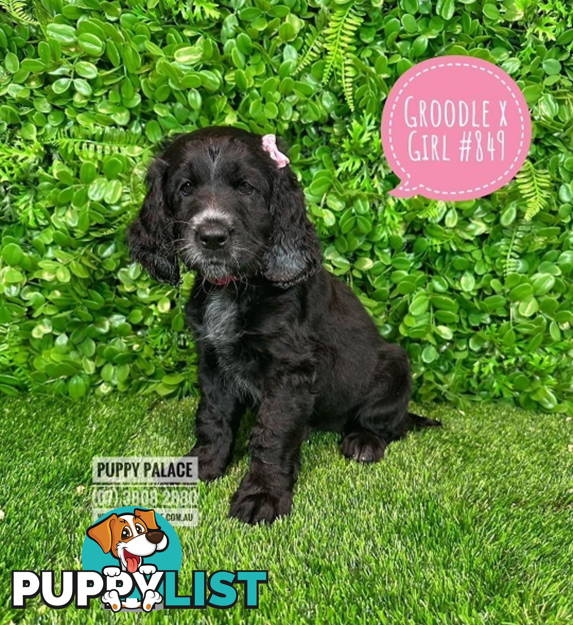 Standard Golden Groodle X Cocker Spaniel - At Puppy Palace Pet Shop