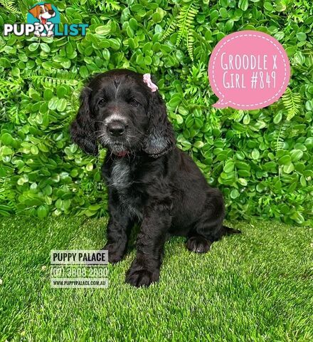 Standard Golden Groodle X Cocker Spaniel - At Puppy Palace Pet Shop