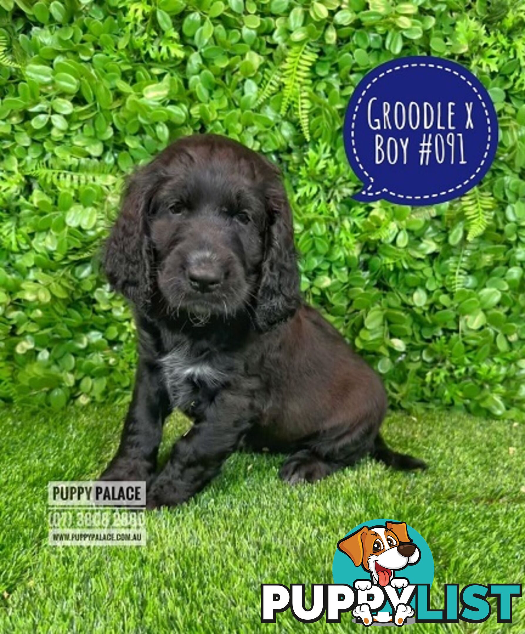 Standard Golden Groodle X Cocker Spaniel - At Puppy Palace Pet Shop