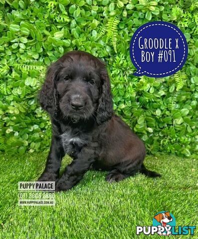 Standard Golden Groodle X Cocker Spaniel - At Puppy Palace Pet Shop