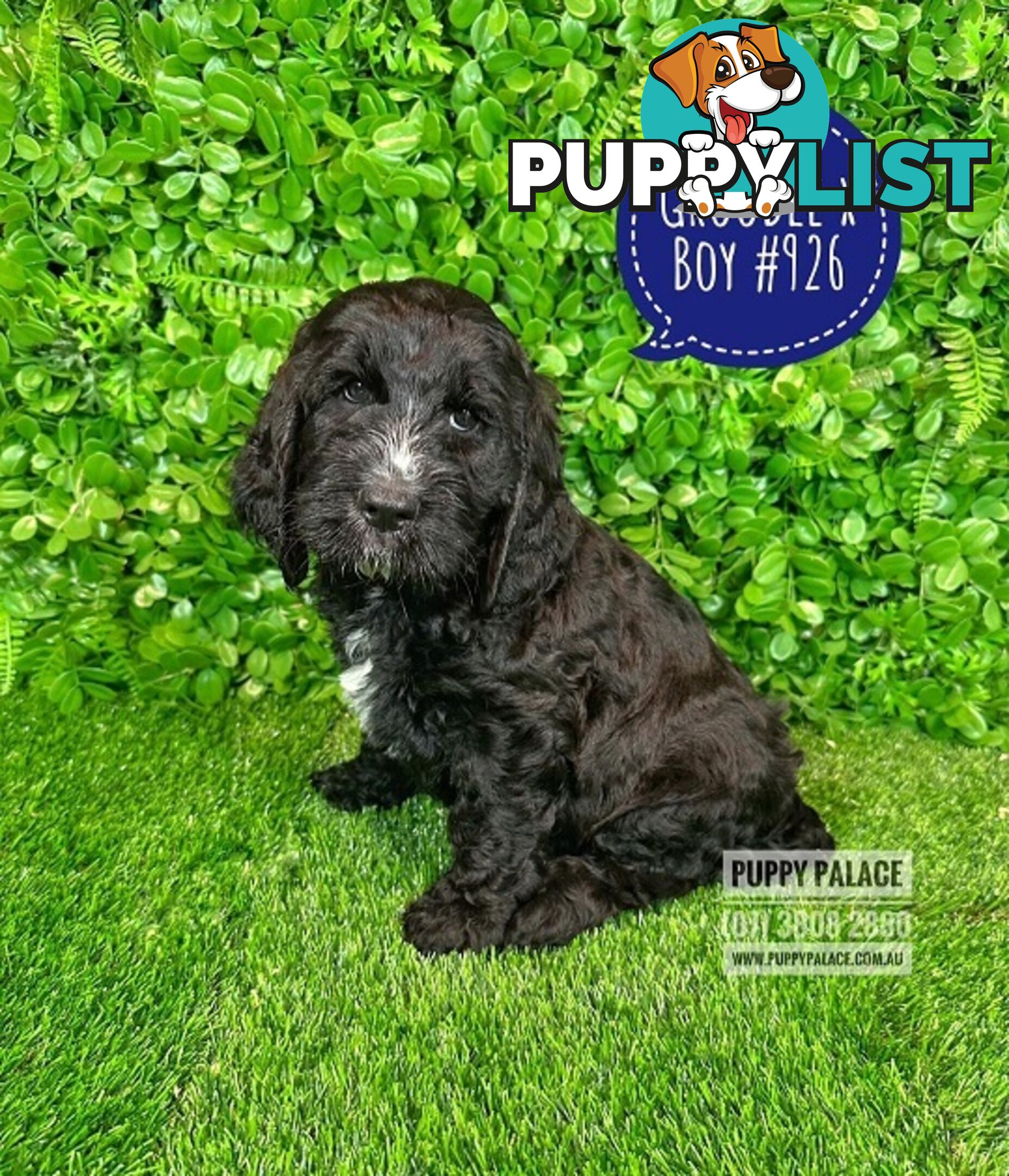 Standard Golden Groodle X Cocker Spaniel - At Puppy Palace Pet Shop