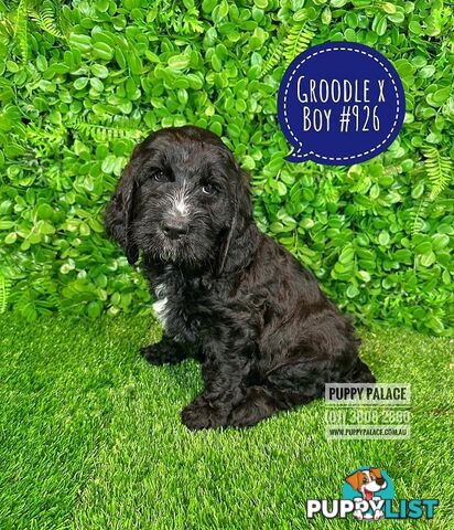 Standard Golden Groodle X Cocker Spaniel - At Puppy Palace Pet Shop