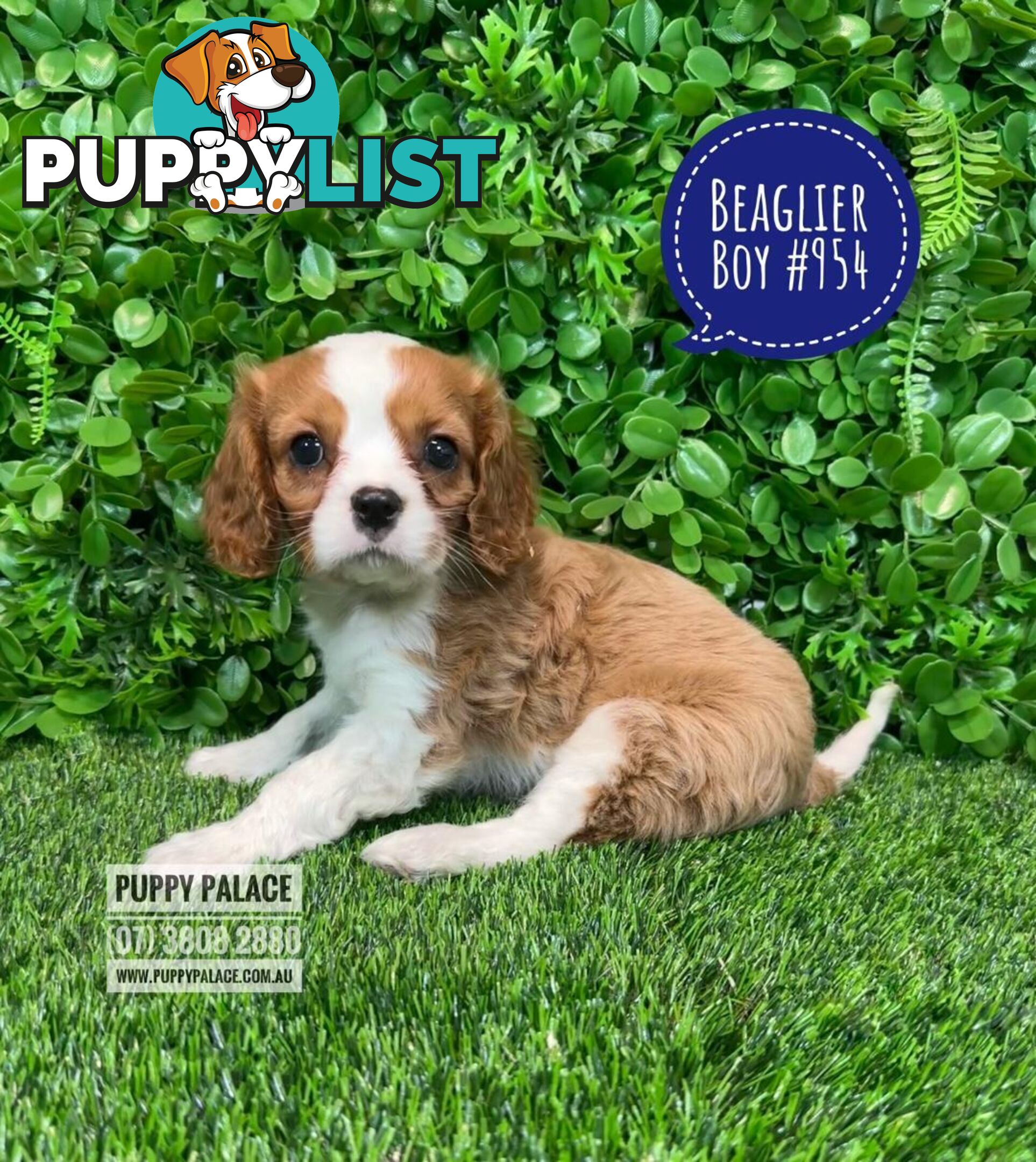 Beaglier Puppies (Cavalier X Beagle) - Boy. In store now at Puppy Palace Pet Shop. 