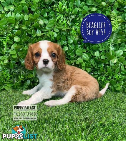 Beaglier Puppies (Cavalier X Beagle) - Boy. In store now at Puppy Palace Pet Shop. 