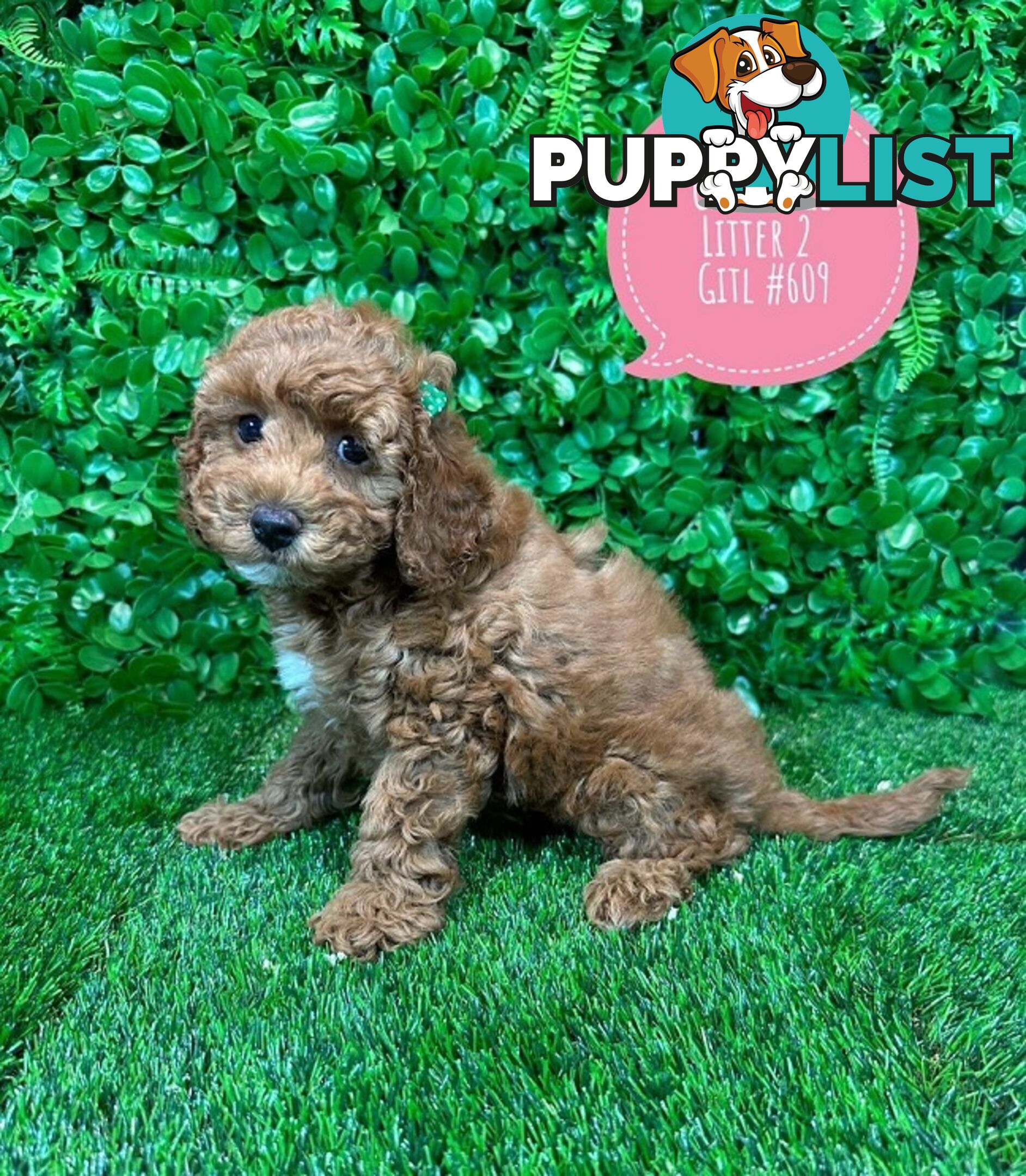 Toy & Mini Cavoodle / Cavapoo Puppies.2 Litters.  In store now at Puppy Palace Pet Shop, Brisbane