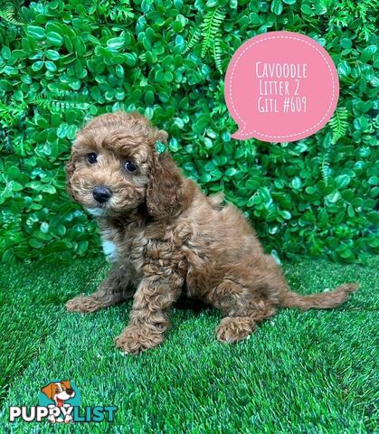 Toy & Mini Cavoodle / Cavapoo Puppies.2 Litters.  In store now at Puppy Palace Pet Shop, Brisbane