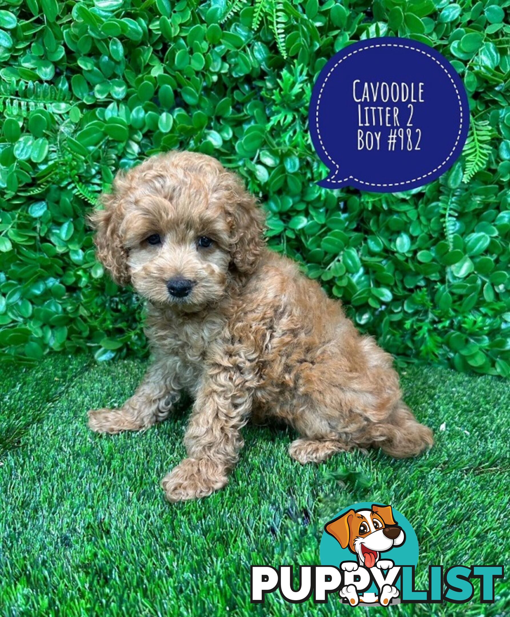 Toy & Mini Cavoodle / Cavapoo Puppies.2 Litters.  In store now at Puppy Palace Pet Shop, Brisbane