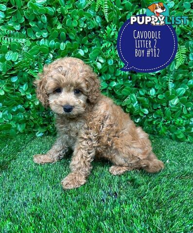 Toy & Mini Cavoodle / Cavapoo Puppies.2 Litters.  In store now at Puppy Palace Pet Shop, Brisbane