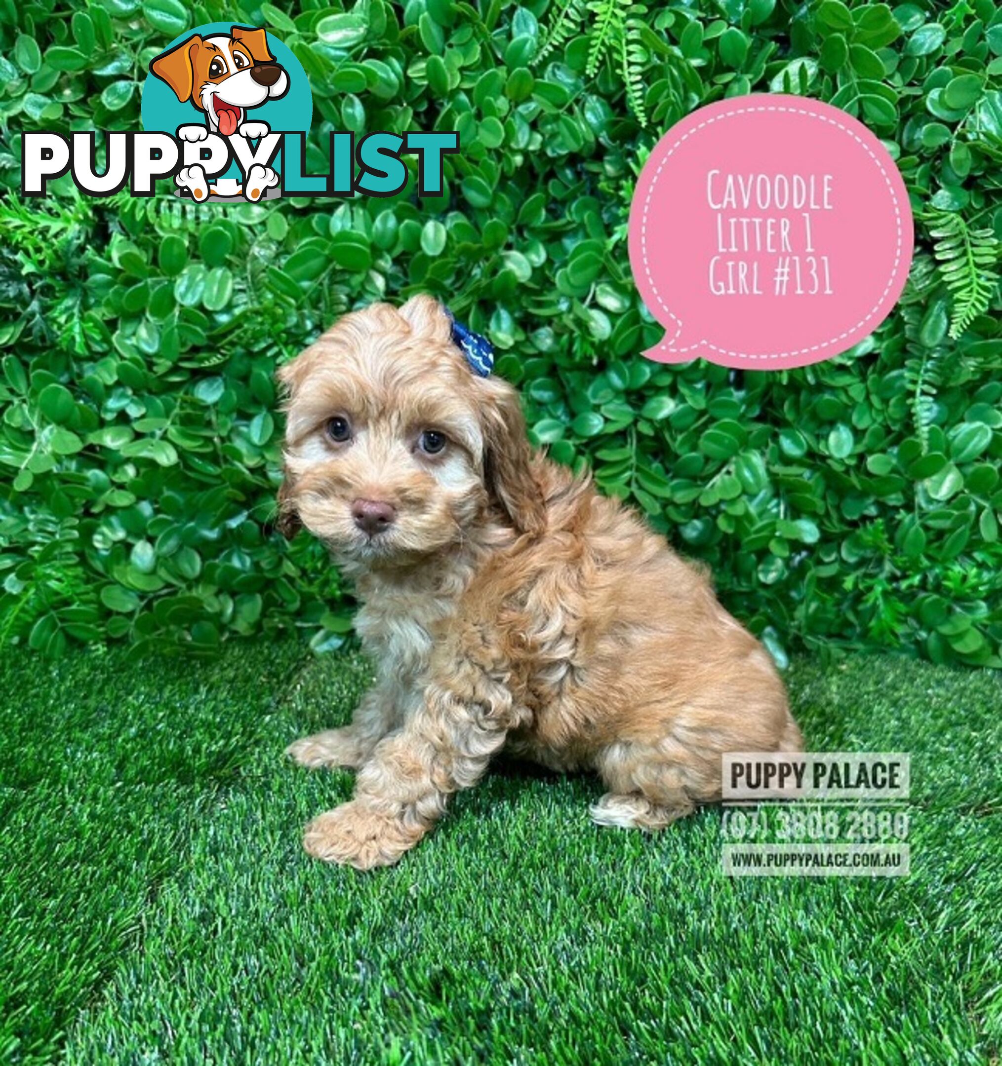 Toy & Mini Cavoodle / Cavapoo Puppies.2 Litters.  In store now at Puppy Palace Pet Shop, Brisbane