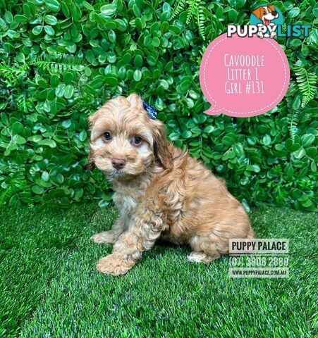 Toy & Mini Cavoodle / Cavapoo Puppies.2 Litters.  In store now at Puppy Palace Pet Shop, Brisbane