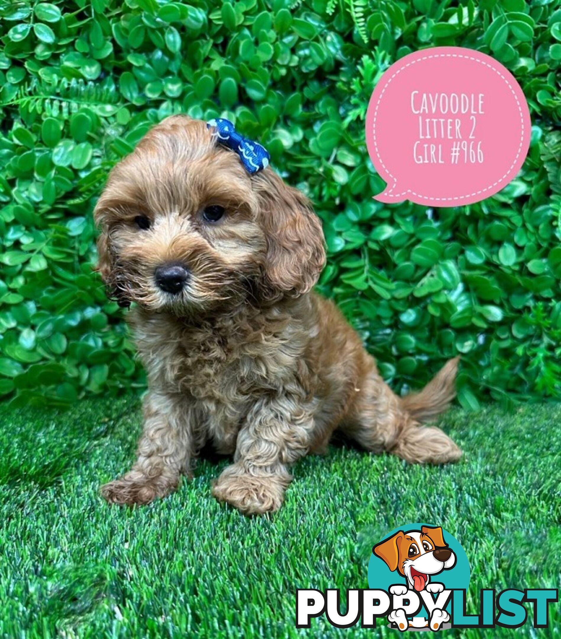 Toy & Mini Cavoodle / Cavapoo Puppies.2 Litters.  In store now at Puppy Palace Pet Shop, Brisbane