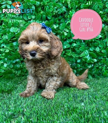 Toy & Mini Cavoodle / Cavapoo Puppies.2 Litters.  In store now at Puppy Palace Pet Shop, Brisbane