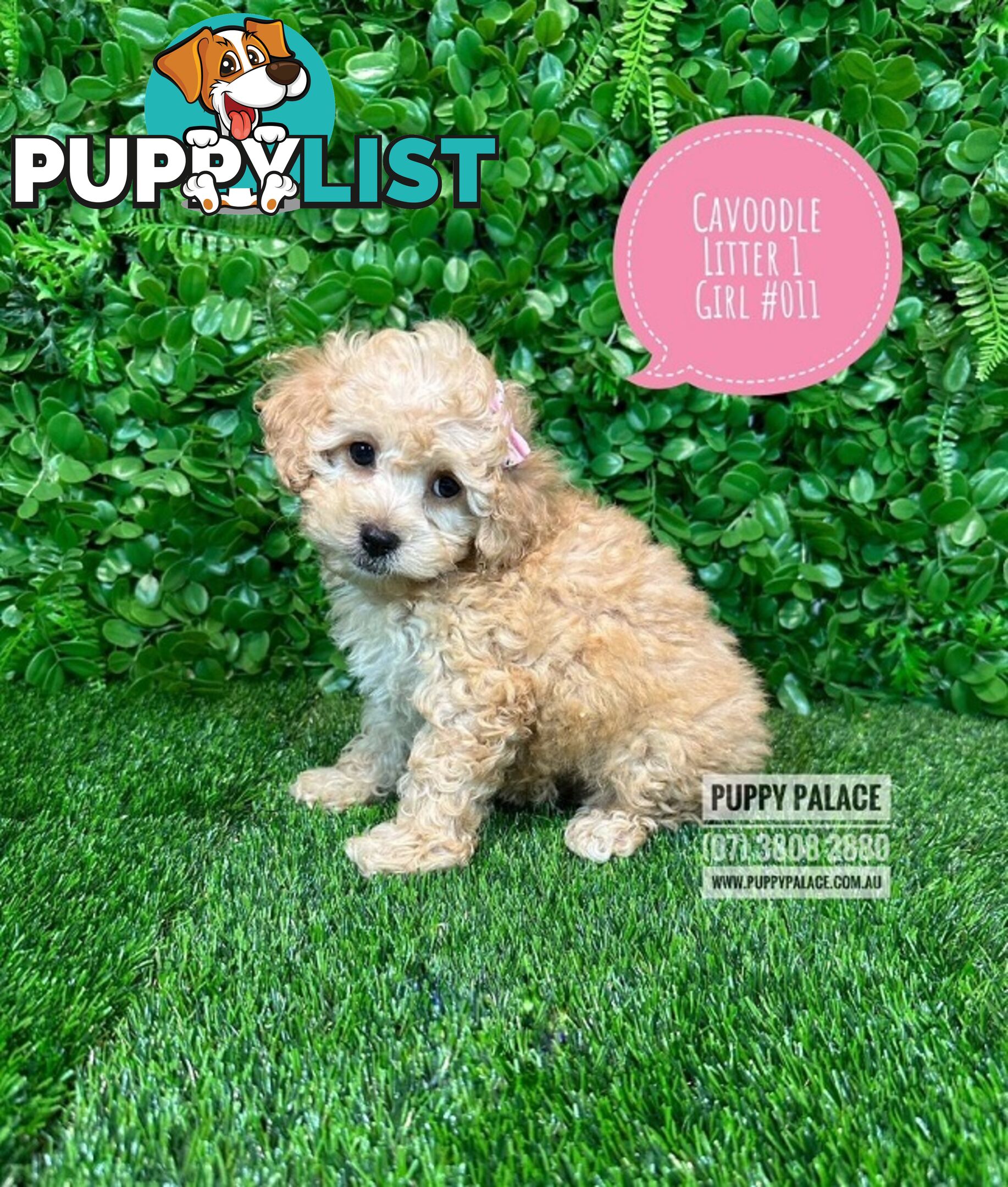 Toy & Mini Cavoodle / Cavapoo Puppies.2 Litters.  In store now at Puppy Palace Pet Shop, Brisbane