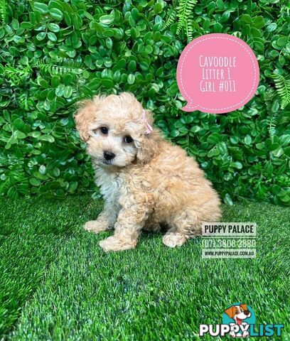 Toy & Mini Cavoodle / Cavapoo Puppies.2 Litters.  In store now at Puppy Palace Pet Shop, Brisbane