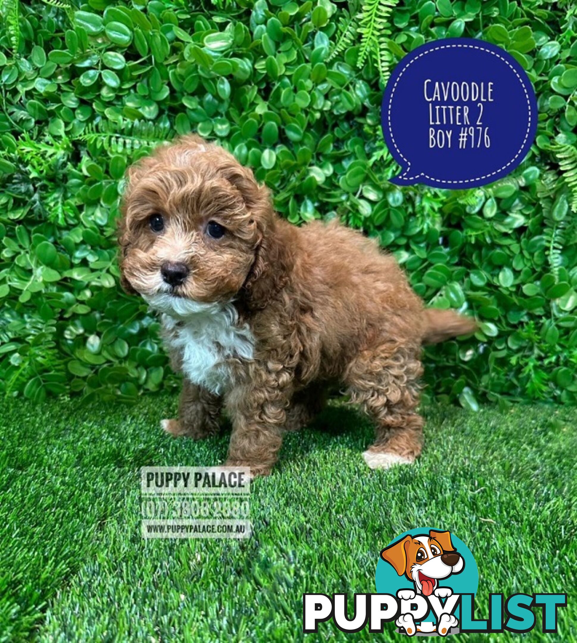 Toy & Mini Cavoodle / Cavapoo Puppies.2 Litters.  In store now at Puppy Palace Pet Shop, Brisbane