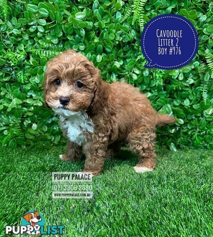 Toy & Mini Cavoodle / Cavapoo Puppies.2 Litters.  In store now at Puppy Palace Pet Shop, Brisbane