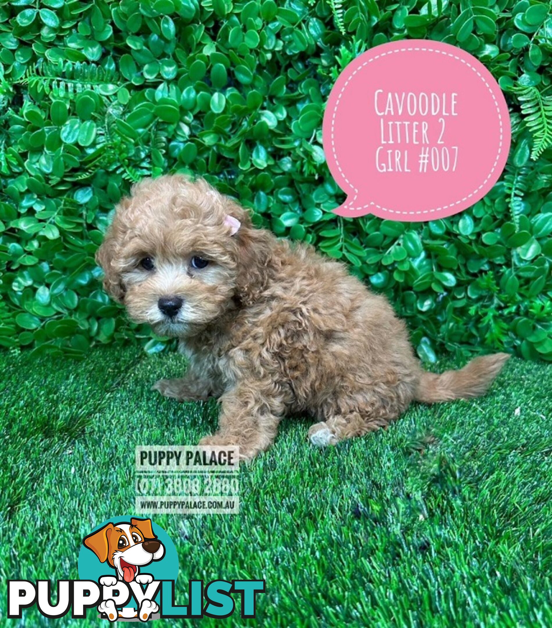 Toy & Mini Cavoodle / Cavapoo Puppies.2 Litters.  In store now at Puppy Palace Pet Shop, Brisbane