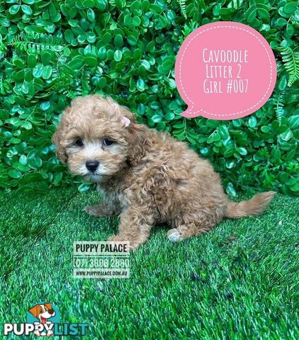 Toy & Mini Cavoodle / Cavapoo Puppies.2 Litters.  In store now at Puppy Palace Pet Shop, Brisbane