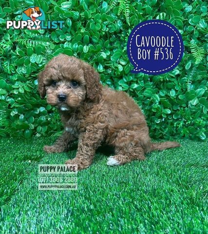 Toy Cavoodle / Cavapoo (Cavalier X Toy Poodle) Puppies -  At Puppy Palace Pet Shop, Brisbane