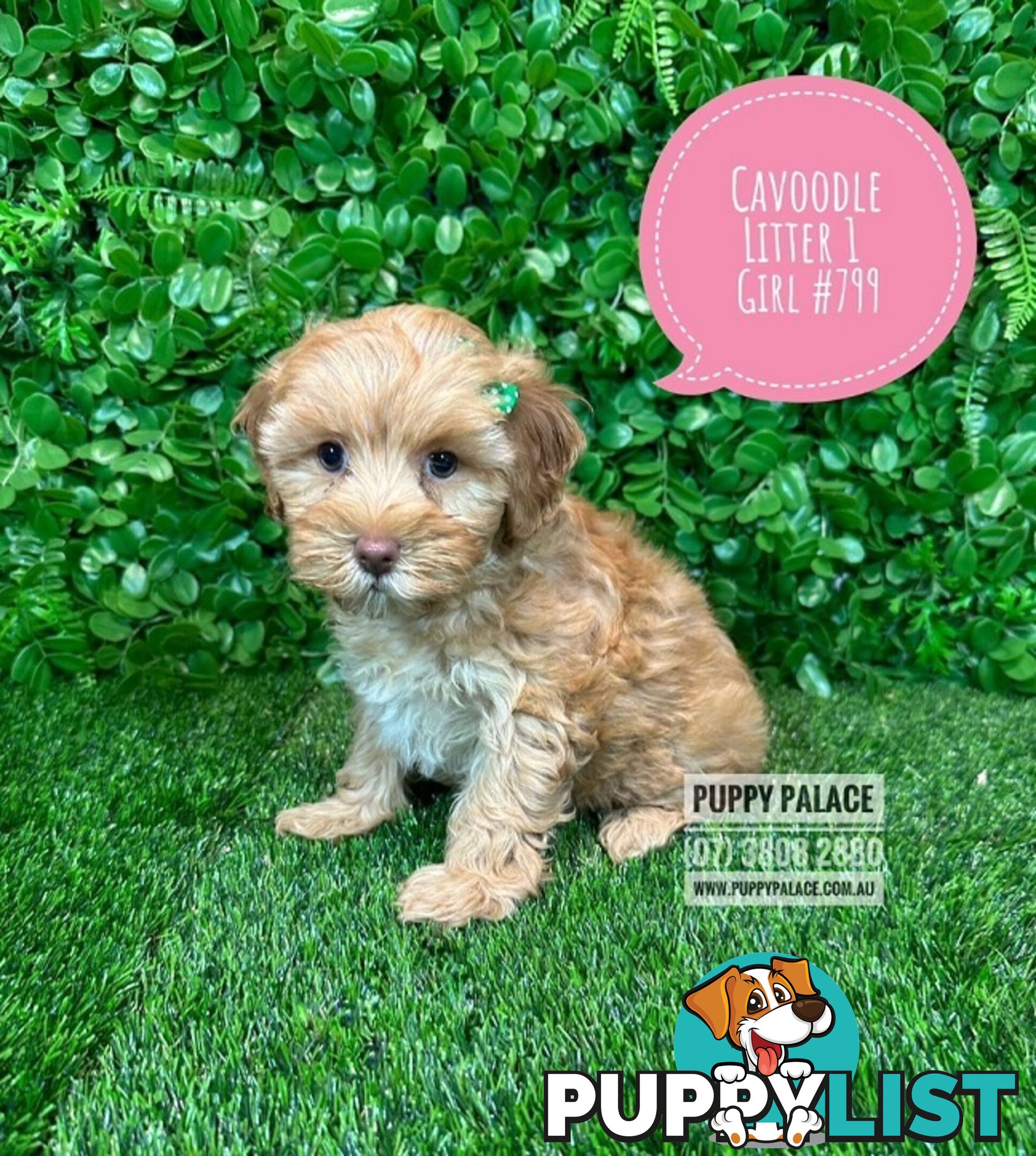 Toy & Mini Cavoodle / Cavapoo Puppies.2 Litters.  In store now at Puppy Palace Pet Shop, Brisbane