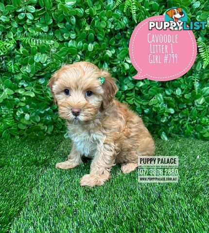 Toy & Mini Cavoodle / Cavapoo Puppies.2 Litters.  In store now at Puppy Palace Pet Shop, Brisbane