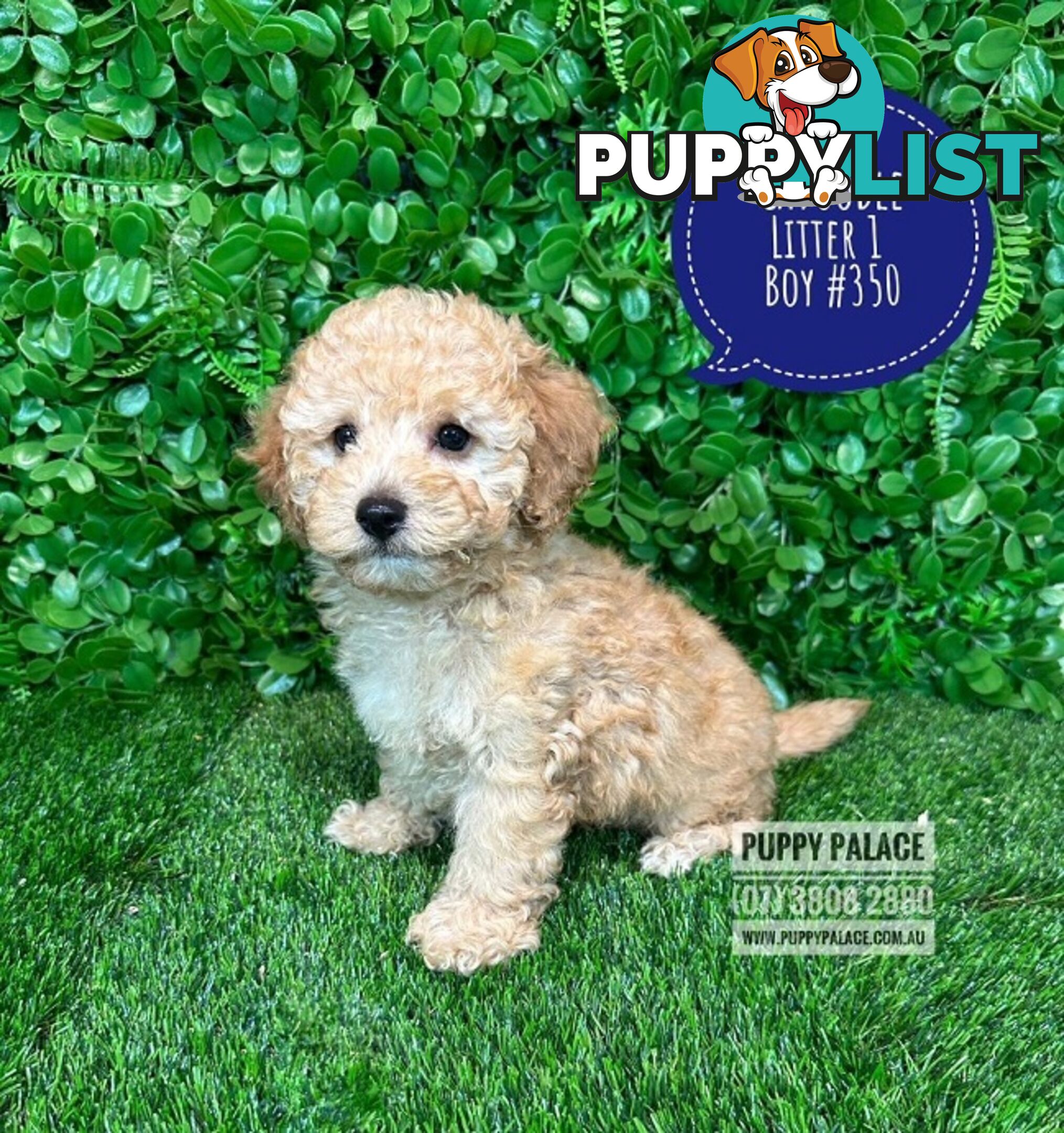 Toy & Mini Cavoodle / Cavapoo Puppies.2 Litters.  In store now at Puppy Palace Pet Shop, Brisbane