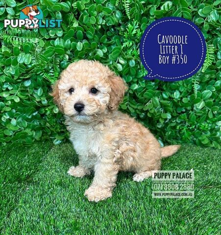 Toy & Mini Cavoodle / Cavapoo Puppies.2 Litters.  In store now at Puppy Palace Pet Shop, Brisbane