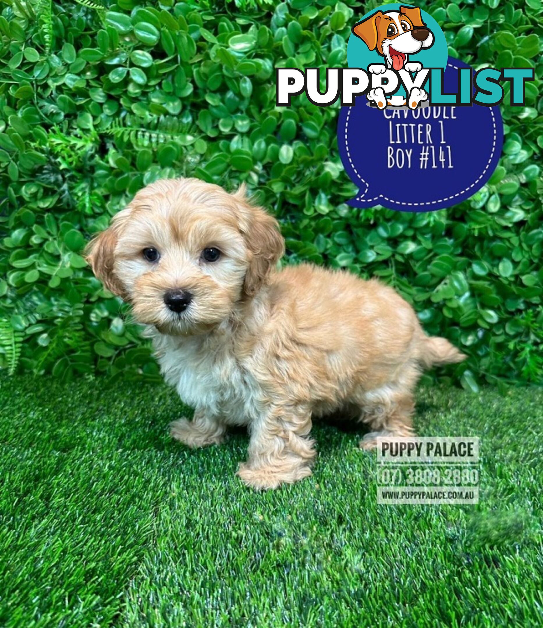 Toy & Mini Cavoodle / Cavapoo Puppies.2 Litters.  In store now at Puppy Palace Pet Shop, Brisbane