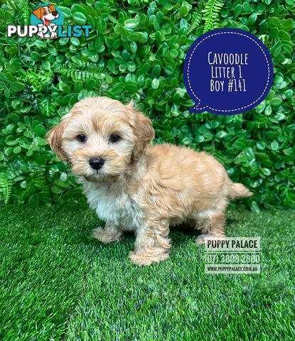 Toy & Mini Cavoodle / Cavapoo Puppies.2 Litters.  In store now at Puppy Palace Pet Shop, Brisbane