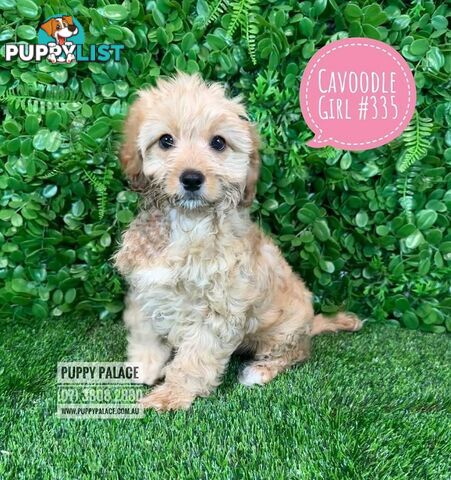 Cavoodle (Cavalier X Toy Poodle) -  Girls & Boy.  Now at Puppy Palace Pet Shop, Brisbane. 07 3808-2880